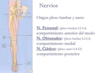 Nervios
Origen plexo lumbar y sacro
N. Femoral: (plexo lumbar L2-L4)
compartimiento anterior del muslo
N. Obturador: (plexo lumbar L2-L4)
compartimiento medial
N. Ciático: (plexo sacro L4-S3)
compartimiento posterior
 