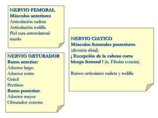 NERVIO FEMORAL
Músculos anteriores
Articulación cadera
Articulación rodilla
Piel cara anterolateral
muslo
NERVIO OBTURADOR
Ramo anterior:
Aductor largo
Aductor corto
Grácil
Pectíneo
Ramo posterior:
Aductor mayor
Obturador externo
NERVIO CIATICO
Músculos femorales posteriores
(división tibial)
¡ Excepción de la cabeza corta
bíceps femoral ! (n. Fibular común)
Ramos articulares cadera y rodilla
 