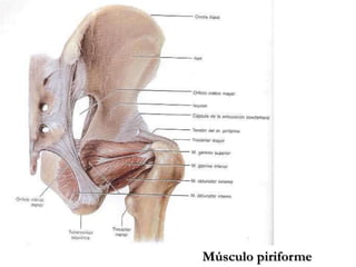 Músculo piriforme
 