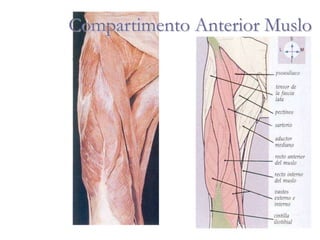 Compartimento Anterior Muslo
 
