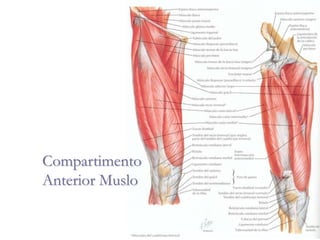 Compartimento
Anterior Muslo
 