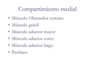 Compartimiento medial
• Músculo Obturador externo
• Músculo grácil
• Músculo aductor mayor
• Músculo aductor corto
• Músculo aductor largo
• Pectíneo
 