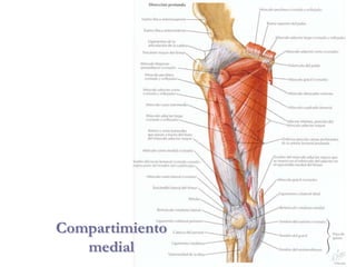 Compartimiento
medial
 