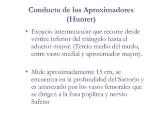 Conducto de los Aproximadores
(Hunter)
• Espacio intermuscular que recorre desde
vértice inferior del triángulo hasta el
aductor mayor. (Tercio medio del muslo,
entre vasto medial y aproximador mayor).
• Mide aproximadamente 15 cm, se
encuentra en la profundidad del Sartorio y
es atravesado por los vasos femorales que
se dirigen a la fosa poplítea y nervio
Safeno
 