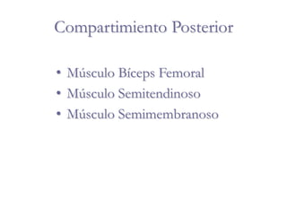 Compartimiento Posterior
• Músculo Bíceps Femoral
• Músculo Semitendinoso
• Músculo Semimembranoso
 