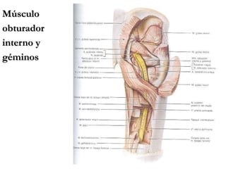 Músculo
obturador
interno y
géminos
 