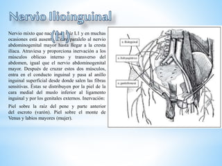 Nervio mixto que nace de la raíz L1 y en muchas
ocasiones está ausente. Corre paralelo al nervio
abdominogenital mayor hasta llegar a la cresta
ilíaca. Atraviesa y proporciona inervación a los
músculos oblicuo interno y transverso del
abdomen, igual que el nervio abdominogenital
mayor. Después de cruzar estos dos músculos,
entra en el conducto inguinal y pasa al anillo
inguinal superficial desde donde salen las fibras
sensitivas. Éstas se distribuyen por la piel de la
cara medial del muslo inferior al ligamento
inguinal y por los genitales externos. Inervación:
Piel sobre la raíz del pene y parte anterior
del escroto (varón). Piel sobre el monte de
Venus y labios mayores (mujer).
 
