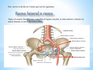 Este nervio se divide en 2 ramos que son los siguientes:
Sigue a la arteria ilíaca externa y atraviesa la laguna vascular, se sitúa anterior y lateral a la
arteria femoral, el nervio perfora la fascia.
 