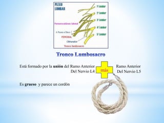 Está formado por la unión del Ramo Anterior Ramo Anterior
Del Nervio L4 más Del Nervio L5
Es grueso y parece un cordón
 