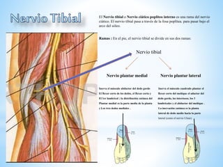 El Nervio tibial o Nervio ciático popliteo interno es una rama del nervio
ciático. El nervio tibial pasa a través de la fosa poplítea. para pasar bajo el
arco del sóleo.
Ramas : En el pie, el nervio tibial se divide en sus dos ramas:
Nervio tibial
Nervio plantar medial Nervio plantar lateral
Inerva el músculo abductor del dedo gordo Inerva el músculo cuadrado plantar el
El flexor corto de los dedos, el flexor corto y flexor corto del meñique el aductor del
El 1er lumbrical ; la distribución cutánea del dedo gordo, los interóseos, los 3
Plantar medial es la parte media de la planta lumbricales y el abductor del meñique .
y Los tres dedos mediales . La inervación cutánea es la planta
lateral de dedo medio hacia la parte
lateral (como el nervio Ulnar).
 