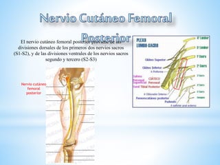 El nervio cutáneo femoral posterior proviene de las
divisiones dorsales de los primeros dos nervios sacros
(S1-S2), y de las divisiones ventrales de los nervios sacros
segundo y tercero (S2-S3)
Nervio cutáneo
femoral
posterior
 