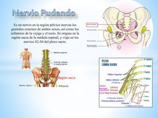 Es un nervio en la región pélvica inervan los
genitales externos de ambos sexos, así como los
esfínteres de la vejiga y el recto. Se origina en la
región sacra de la médula espinal, y viaja en los
nervios S2-S4 del plexo sacro.
Región sacra
 