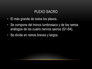 PLEXO SACRO
• El más grande de todos los plexos.
• Se compone del tronco lumbrosaco y de los ramos
  análogos de los cuatro nervios sacros (S1-S4).
• Se divide en ramos breves y largos.
 