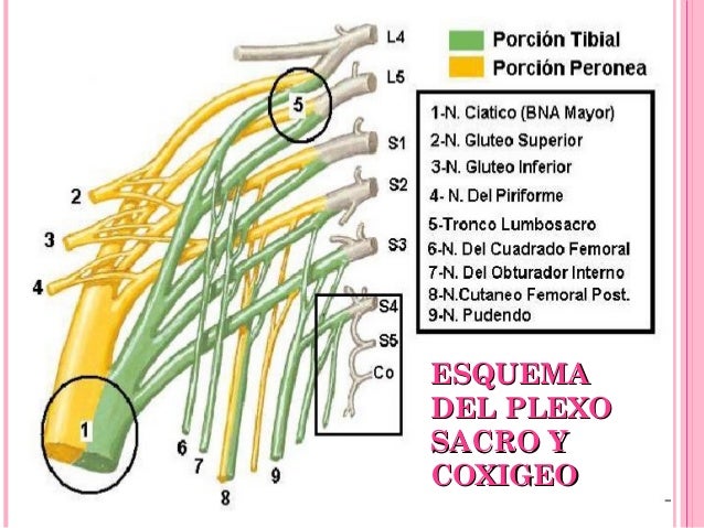 Resultado de imagen para plexo sacro