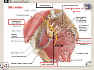 “Curso de Anatomía Humana:
 Carrera de Médico Cirujano”




Situación                               Pared posterior cavidad
                                                pelvica




                               Uréter




                                                              4
 