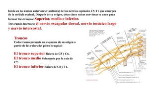 Inicia en los ramos anteriores (ventrales) de los nervios espinales C5-T1 que emergen
de la médula espinal. Después de su origen, estas cinco raíces nerviosas se unen para
formar tres troncos: Superior, medio e inferior.
Tres ramos laterales: el nervio escapular dorsal, nervio torácico largo
y nervio intercostal.
Troncos
Cada tronco presenta un esquema de su origen a
partir de las raíces del plexo braquial:
El tronco superior Raíces de C5 y C6.
El tronco medio Solamente por la raíz de
C7.
El tronco inferior Raíces de C8 y T1.
 