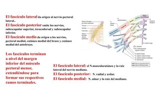 El fascículo lateral da origen al nervio pectoral
lateral..
El fascículo posterior emite los nervios,
subescapular superior, toracodorsal y subescapular
inferior.
El fascículo medio da origen a los nervios,
pectoral medial, cutáneo medial del brazo y cutáneo
medial del antebrazo.
El fascículo lateral: el N.musculocutáneo y la raíz
lateral del nervio mediano.
El fascículo posterior: N. radial y axilar.
El fascículo medial: N. ulnar y la raíz del mediano.
Los fascículos terminan
a nivel del margen
inferior del músculo
pectoral menor,
extendiéndose para
formar sus respectivos
ramos terminales.
 