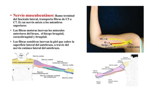 • Nervio musculocutáneo: Ramo terminal
del fascículo lateral, transporta fibras de C5 a
C7. Es un nervio mixto a los miembros
superiores
• Las fibras motoras inervan los músculos
anteriores del brazo, el bíceps braquial,
coracobraquial y braquial.
• Las fibras sensitivas inervan la piel que cubre la
superficie lateral del antebrazo, a través del
nervio cutáneo lateral del antebrazo.
 