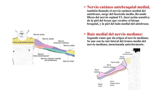 • Nervio cutáneo antebraquial medial,
también llamado el nervio cutáneo medial del
antebrazo, surge del fascículo medio, llevando
fibras del nervio espinal T1. Inervación sensitiva
de la piel del brazo que recubre el bíceps
braquial, y la piel del lado medial del antebrazo.
• Raíz medial del nervio mediano:
Segundo ramo que da origen al nervio mediano.
Se une con la raíz lateral del tronco medio del
nervio mediano, mencionada anteriormente.
 