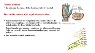 Nervio mediano
• La unión de dos ramas de los fascículos lateral y medial.
Inervación motora a los siguientes músculos:
• Todos los músculos del compartimiento anterior (flexor) del
antebrazo, excepto por los músculos: flexor cubital del carpo y la
mitad medial del flexor digital profundo.
• Todos los músculos tenares, excepto por los aductores del pulgar
(aductor corto del pulgar, flexor corto del pulgar y oponente del
pulgar).
• Dos músculos lumbricales laterales
 