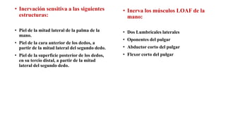 • Inervación sensitiva a las siguientes
estructuras:
• Piel de la mitad lateral de la palma de la
mano.
• Piel de la cara anterior de los dedos, a
partir de la mitad lateral del segundo dedo.
• Piel de la superficie posterior de los dedos,
en su tercio distal, a partir de la mitad
lateral del segundo dedo.
• Inerva los músculos LOAF de la
mano:
• Dos Lumbricales laterales
• Oponentes del pulgar
• Abductor corto del pulgar
• Flexor corto del pulgar
 