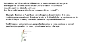 Nacen ramas para la arteria carótida externa, o plexo carotídeo externo, que se
distribuyen con las ramas de esta arteria; por este camino son inervadas
simpáticamente las glándulas salivares.
Las fibras sudoríparas se distribuyen con ramas del par craneal V .
El ganglio da origen al N. cardíaco cervical superior, discurre detrás de la vaina
carotídea; pasa generalmente delante de la arteria tiroidea inferior; se anastomosa con los
nervios laríngeos externo y recurrente y el nervio vago en el lado derecho.
También ramas laringofaríngeas, que profundamente a la vaina carotídea se unen al
plexo faríngeo, para inervar vasos y glándulas de laringe y faringe.
 