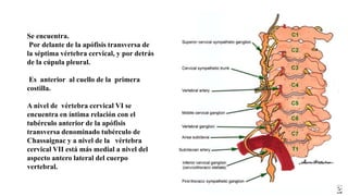 Se encuentra.
Por delante de la apófisis transversa de
la séptima vértebra cervical, y por detrás
de la cúpula pleural.
Es anterior al cuello de la primera
costilla.
A nivel de vértebra cervical VI se
encuentra en íntima relación con el
tubérculo anterior de la apófisis
transversa denominado tubérculo de
Chassaignac y a nivel de la vértebra
cervical VII está más medial a nivel del
aspecto antero lateral del cuerpo
vertebral.
 