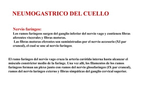 NEUMOGASTRICO DEL CUELLO
Nervio faríngeo:
Los ramos faríngeos surgen del ganglio inferior del nervio vago y contienen fibras
aferentes viscerales y fibras motoras.
Las fibras motoras eferentes son suministradas por el nervio accesorio (XI par
craneal), el cual se une al nervio faríngeo.
El ramo faríngeo del nervio vago cruza la arteria carótida interna hasta alcanzar el
músculo constrictor medio de la faringe. Una vez allí, los filamentos de los ramos
faríngeos forman un plexo junto con ramos del nervio glosofaríngeo (IX par craneal),
ramos del nervio laríngeo externo y fibras simpáticas del ganglio cervical superior.
 