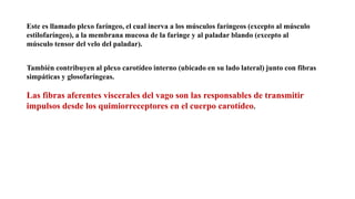 Este es llamado plexo faríngeo, el cual inerva a los músculos faríngeos (excepto al músculo
estilofaríngeo), a la membrana mucosa de la faringe y al paladar blando (excepto al
músculo tensor del velo del paladar).
También contribuyen al plexo carotídeo interno (ubicado en su lado lateral) junto con fibras
simpáticas y glosofaríngeas.
Las fibras aferentes viscerales del vago son las responsables de transmitir
impulsos desde los quimiorreceptores en el cuerpo carotídeo.
 