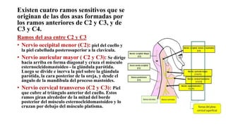 Existen cuatro ramos sensitivos que se
originan de las dos asas formadas por
los ramos anteriores de C2 y C3, y de
C3 y C4.
Ramos del asa entre C2 y C3
• Nervio occipital menor (C2): piel del cuello y
la piel cabelluda posterosuperior a la clavícula.
• Nervio auricular mayor ( C2 y C3): Se dirige
hacia arriba en forma diagonal y cruza el músculo
esternocleidomastoideo - la glándula parótida.
Luego se divide e inerva la piel sobre la glándula
parótida, la cara posterior de la oreja, y desde el
ángulo de la mandíbula del proceso mastoides.
• Nervio cervical transverso (C2 y C3): Piel
que cubre al triángulo anterior del cuello. Estos
ramos giran alrededor de la mitad del borde
posterior del músculo esternocleidomastoideo y lo
cruzan por debajo del músculo platisma.
 