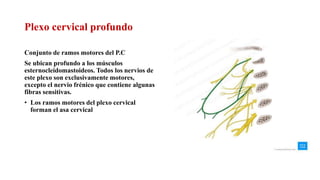 Plexo cervical profundo
Conjunto de ramos motores del P.C
Se ubican profundo a los músculos
esternocleidomastoideos. Todos los nervios de
este plexo son exclusivamente motores,
excepto el nervio frénico que contiene algunas
fibras sensitivas.
• Los ramos motores del plexo cervical
forman el asa cervical
 