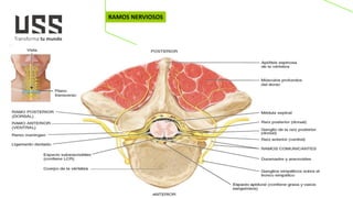 Plexos PLEXOS NERVIOSOS DIAPOSITIVAS DE PLEXOSpdf | PDF