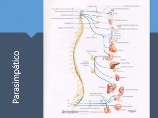 Parasimpático
