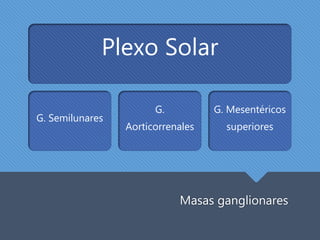 Masas ganglionares
Plexo Solar
G. Semilunares
G.
Aorticorrenales
G. Mesentéricos
superiores