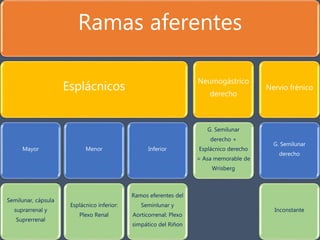 Ramas aferentes
Esplácnicos
Mayor
Semilunar, cápsula
suprarrenal y
Suprerrenal
Menor
Esplácnico inferior:
Plexo Renal
Inferior
Ramos eferentes del
Seminlunar y
Aorticorrenal: Plexo
simpático del Riñon
Neumogástrico
derecho
G. Semilunar
derecho +
Esplácnico derecho
= Asa memorable de
Wrisberg
Nervio frénico
G. Semilunar
derecho
Inconstante