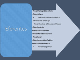 • Plexo Diafragmático inferior
• Plexo Celiaco
• Plexo Coronario estomáquico
• Nervios del estómago
• Plexo Hepático & Nervios del hígado
• Plexo Esplénico
• Nervios Suprarrenales
• Plexo Mesentério superior
• Plexo Renal
• Plexo Espermático/Ovárico
• Plexo Intermesenterico
• Plexo Hipogástrico
Eferentes