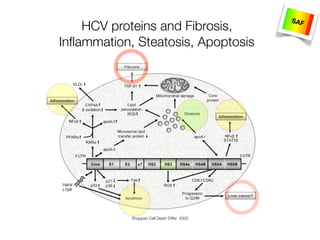HCV proteins and Fibrosis,
Inﬂammation, Steatosis, Apoptosis
Shuppan Cell Death Differ 2003
SAF
 