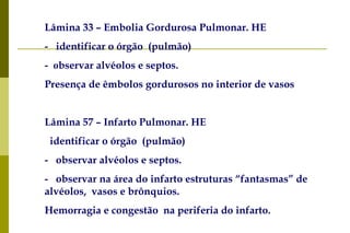 Lâmina 33 – Embolia Gordurosa Pulmonar. HE  -     identificar o órgão  (pulmão) -   o bservar alvéolos e septos. Presença de êmbolos gordurosos no interior de vasos Lâmina 57 – Infarto Pulmonar. HE     identificar o órgão  (pulmão) -     observar alvéolos e septos. -     observar na área do infarto estruturas “fantasmas” de alvéolos,  vasos e brônquios.  Hemorragia e congestão  na periferia do infarto. 