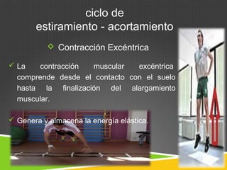 ciclo de 
estiramiento - acortamiento 
 Contracción Excéntrica 
 La contracción muscular excéntrica 
comprende desde el contacto con el suelo 
hasta la finalización del alargamiento 
muscular. 
 Genera y almacena la energía elástica. 
 