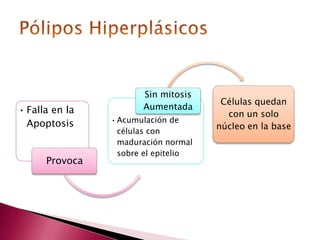 • Falla en la
Apoptosis
Provoca
•Acumulación de
células con
maduración normal
sobre el epitelio
Sin mitosis
Aumentada
Células quedan
con un solo
núcleo en la base
 