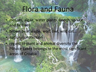 Flora and Fauna
• mosses, algae, water plants, beech, spruce
and fir trees
• brown bear, eagle, wolf, owl, wild cat…
• national protection
• regard to plant and animal diversity the
Plitvice Lakes belongs to the most significant
areas of Croatia
 