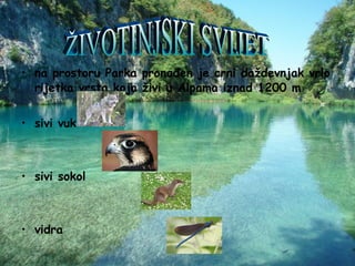 na prostoru Parka pronađen je crni daždevnjak vrlo rijetka vrsta koja živi u Alpama iznad 1200 m  sivi vuk sivi sokol vidra modra konjska smrt ŽIVOTINJSKI SVIJET 