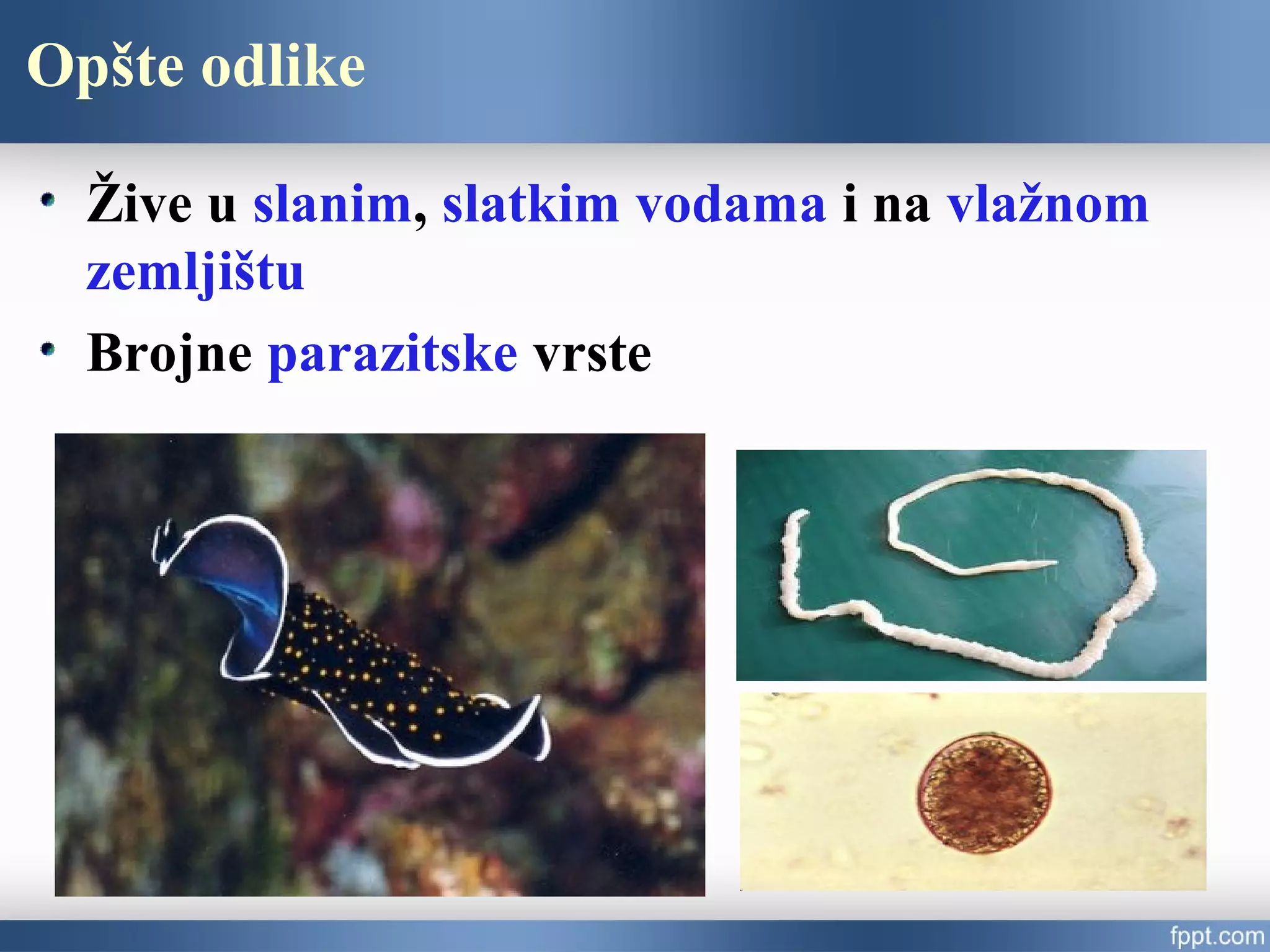Opšte odlike
Žive u slanim, slatkim vodama i na vlažnom
zemljištu
Brojne parazitske vrste
 
