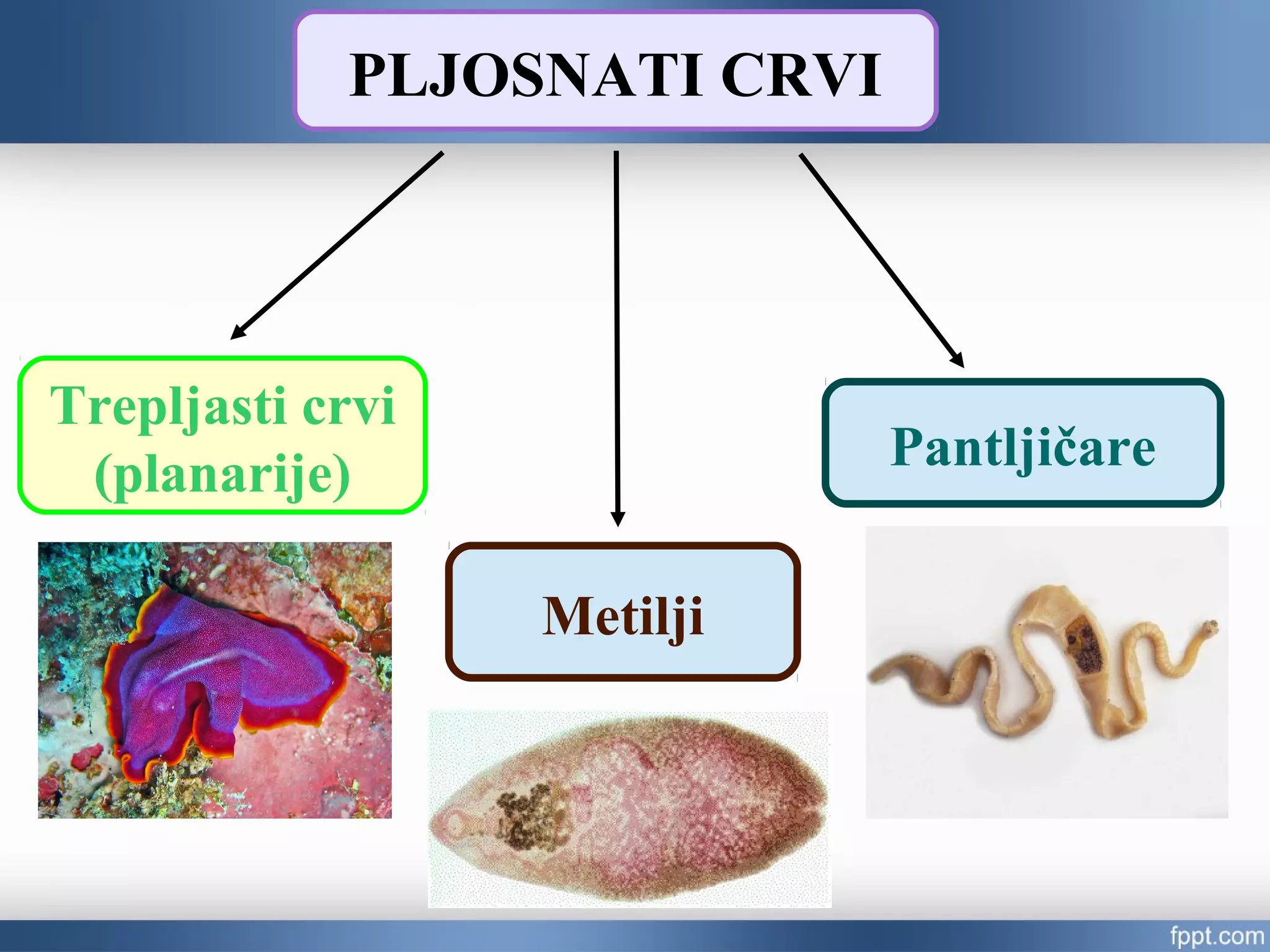 PLJOSNATI CRVI
Trepljasti crvi
(planarije)
Metilji
Pantljičare
 