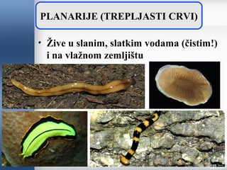 Žive u slanim, slatkim vodama (čistim!)
i na vlažnom zemljištu
PLANARIJE (TREPLJASTI CRVI)
 