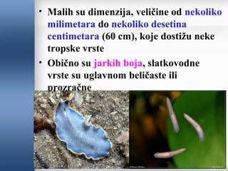 Malih su dimenzija, veličine od nekoliko
milimetara do nekoliko desetina
centimetara (60 cm), koje dostižu neke
tropske vrste
Obično su jarkih boja, slatkovodne
vrste su uglavnom beličaste ili
prozračne
 