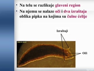 Na telu se razlikuje glaveni region
Na njemu se nalaze oči i dva izraštaja
oblika pipka na kojima su čulne ćelije
Oči
Izraštaji
 