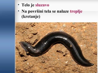 Telo je sluzavo
Na površini tela se nalaze treplje
(kretanje)
 