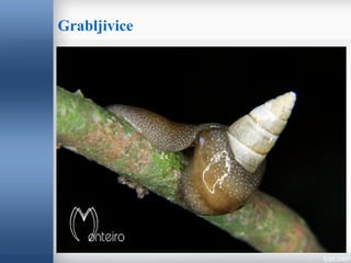 Grabljivice
 