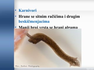 Karnivori
Hrane se sitnim račićima i drugim
beskičmenjacima
Manji broj vrsta se hrani algama
 